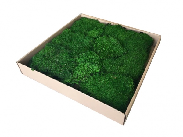 Premium Preserved Alpine Flat Moss Light Green XL Wholesale Box